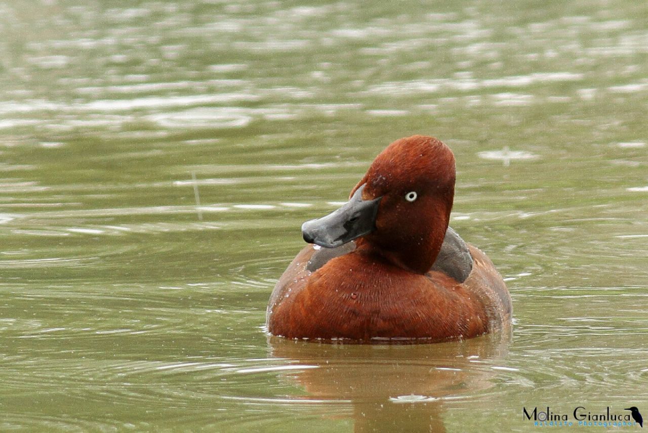 Moretta Tabaccata maschio